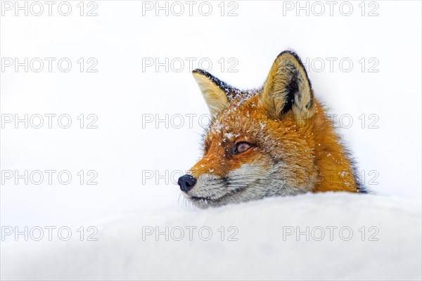 Red fox (Vulpes vulpes) close-up portrait of head in the snow in winter