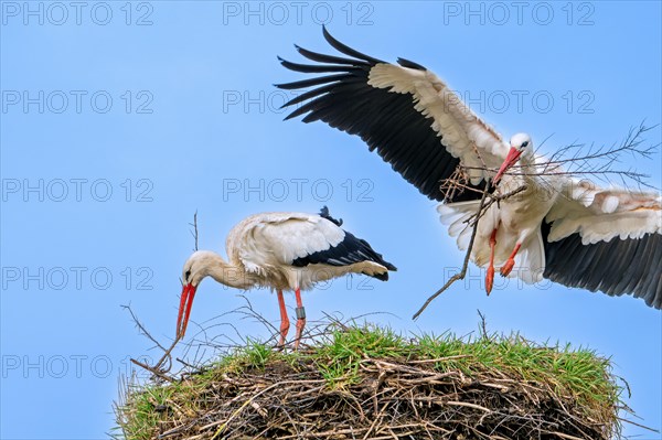 White stork (Ciconia ciconia) female reinforcing old nest from previous spring with twigs and male landing with big branch in beak for nest building