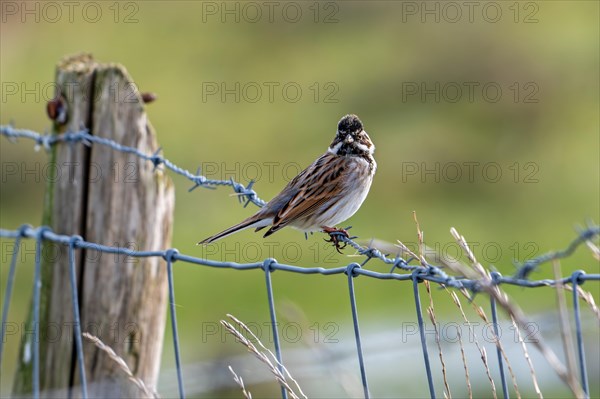 Common reed bunting (Emberiza schoeniclus) male perched on barbwire, barbed wire fence along meadow in late winter