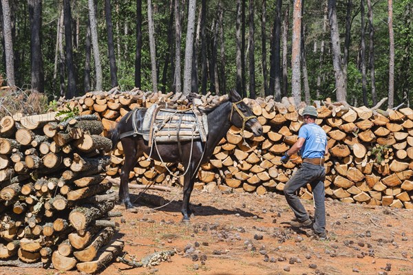 A man in blue working clothes leading a mule in the forest, near Soufli, Eastern Macedonia and Thrace, Greece, Europe