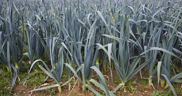 Side view of crop of leeks growing in a field, Boyton, Suffolk, England, United Kingdom, Europe