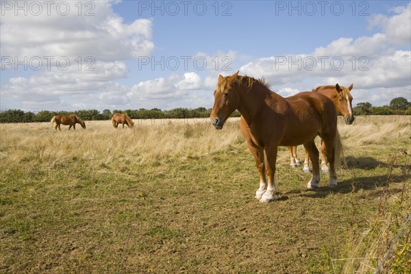 Horse stud, stables and tourist attraction at The Suffolk Punch Trust, Hollesley, Suffolk, England, United Kingdom, Europe