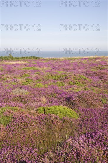 Heather in flower with view to sea on Dunwich Heath, Suffolk, England, United Kingdom, Europe
