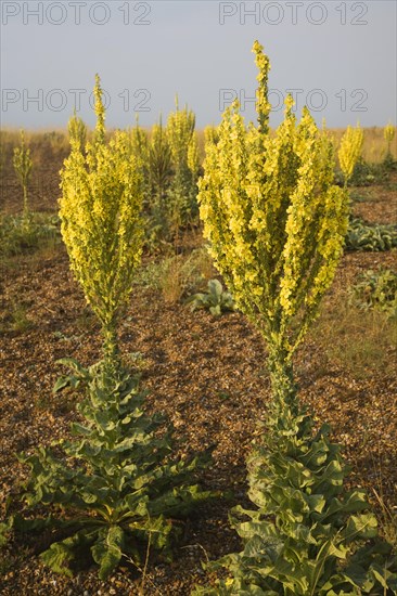 Yellow flowers of Verbascum thapsus, Great or Common Mullein, growing on beach at Shingle Street, Suffolk, England, United Kingdom, Europe