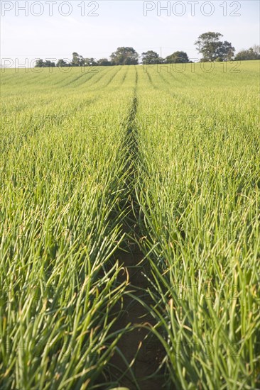 Onions growing in field, Alderton, Suffolk, England, United Kingdom, Europe