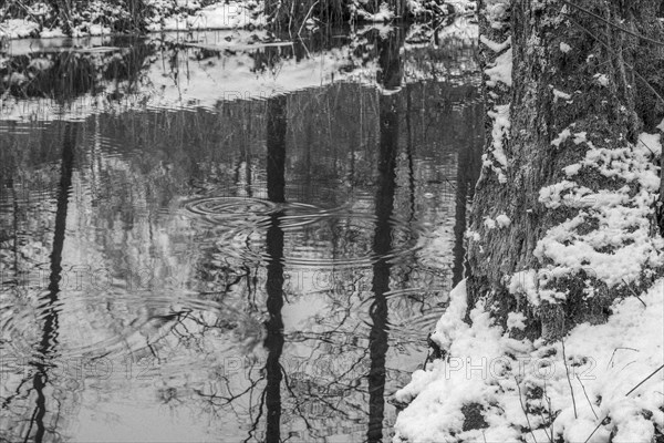 Sapina River and the riparian forest, the swamp, partially reflecting in the slowly flowing water, seen in mid-winter, during the early, January thaw, with some snow on the ground and barren trees, chiefly common alders around. Monochrome, greyscale photograph. Sapina Valley near the Stregielek village in the Pozezdrze Commune of the Masurian Lake District. Wegorzewo County, Warmian-Masurian Voivodeship, Poland, Europe