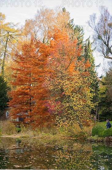 Botanical Garden, trees, autumn colours, Munich, Bavaria, Germany, Europe