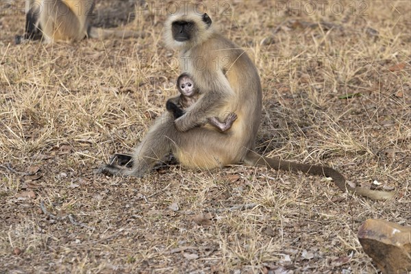 Gray langurs (Semnopithecus entellus), mother and the newborn baby, sitting on the ground in the dry, yellow-brown grass, seen in the wild, in the Ranthambore National Park. Photographed in February, the winter, dry season. Sawai Madhopur District, Rajasthan, India, Asia