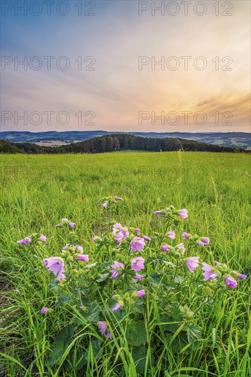 A musk-mallow (Malva moschata) in a meadow in the Weserbergland, portrait format, landscape photograph, nature photograph, sunset, evening mood, Goldbeck, Rinteln, Lower Saxony, Germany, Europe