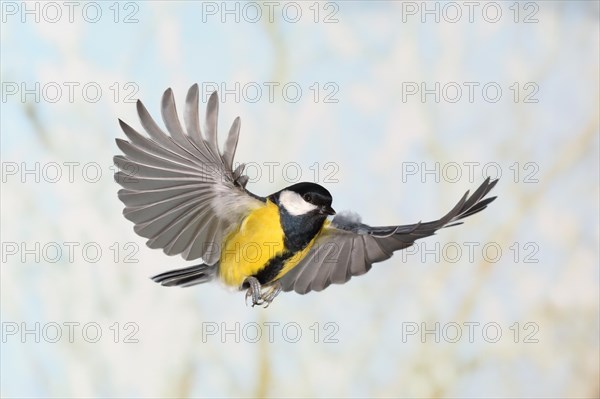 Great Tit (Parus major), male in flight, high speed flight recording, winter, animals, birds, Siegerland, North Rhine-Westphalia, Germany, Europe