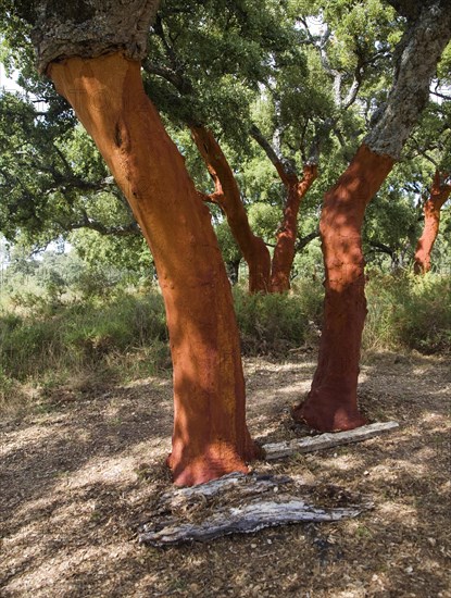 Red tree trunks freshly harvested bark Quercus suber, Cork oak, Sierra de Grazalema natural park, Cadiz province, Spain, Europe