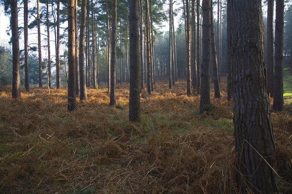 Early morning sunlight shines through conifer trees onto bracken near Snape, Suffolk, England, United Kingdom, Europe