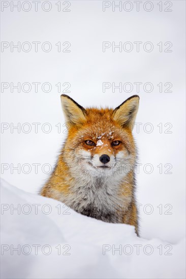 Red fox (Vulpes vulpes) close-up portrait in the snow in winter