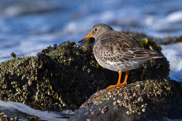 Purple sandpiper (Calidris maritima) in non-breeding plumage showing camouflage colours among rocks on rocky shore along the North Sea coast in winter