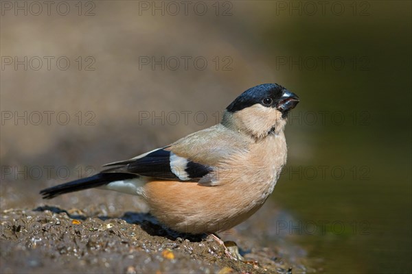 Eurasian bullfinch, common bullfinch (Pyrrhula pyrrhula) female drinking water from pond, rivulet