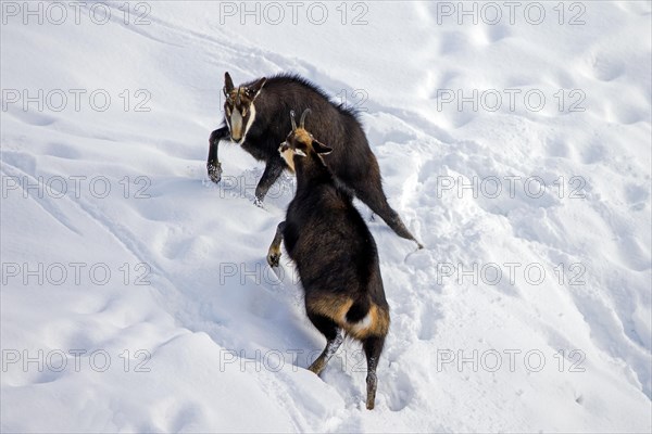 Two chamois (Rupicapra rupicapra) males fighting in the snow in winter during the rut in the European Alps