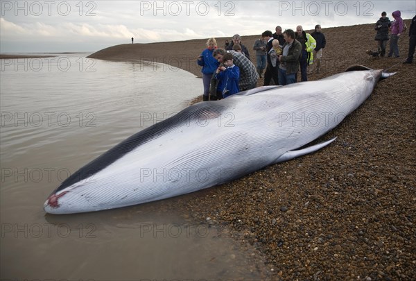 Fin Whale, Balaenoptera physalus, washed up dead on Shingle Street, Suffolk, England, United Kingdom, Europe