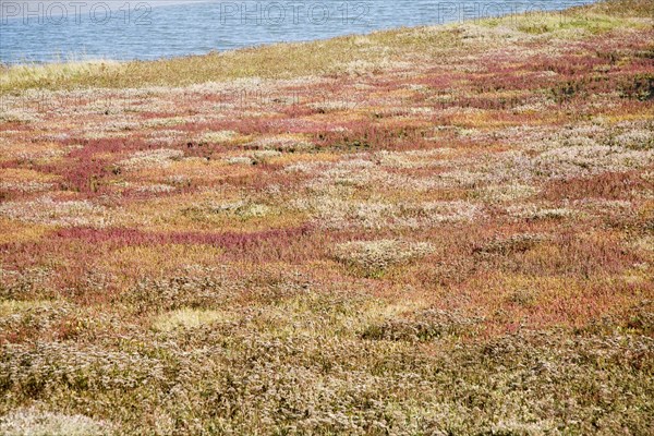 Mudflats and saltings vegetation on the tidal Butley Creek rivers, Suffolk, England, United Kingdom, Europe
