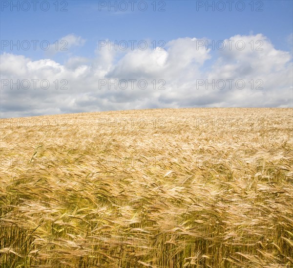 Field of golden barley in summer, Shottisham, Suffolk, England, United Kingdom, Europe