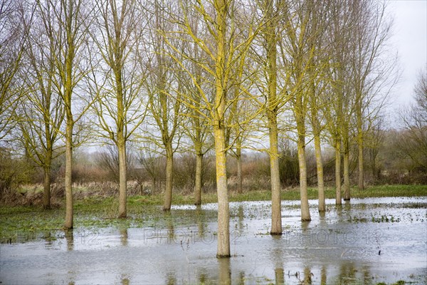 Salix Alba Caerulea, cricket bat willow trees in flood water on River Deben flood plain wetland, Campsea Ashe, Suffolk, England, United Kingdom, Europe