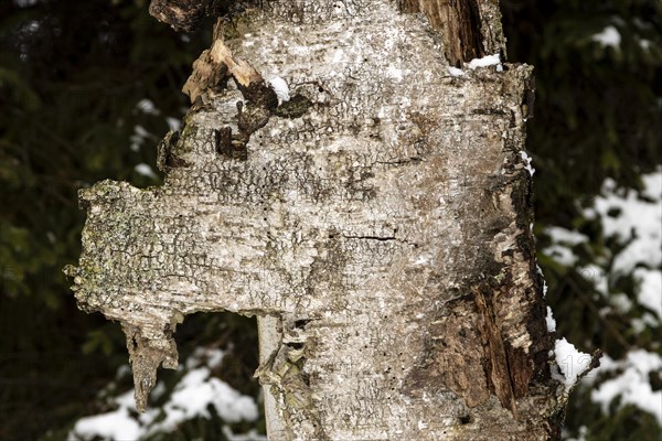 Bark of a dead, decaying silver birch tree, Betula pendula, shaped like an animal head, photographed in winter, in the Sapina Valley near the Stregielek village in the Pozezdrze Commune of the Masurian Lake District. Wegorzewo County, Warmian-Masurian Voivodeship, Poland, Europe