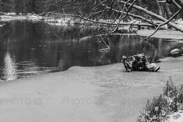 Sapina River and the riparian forest, the swamp, partially reflecting in the slowly flowing water, seen in mid-winter, during the early, January thaw, with some snow on the ground and barren trees, chiefly common alders around. Monochrome, greyscale photograph. Sapina Valley near the Stregielek village in the Pozezdrze Commune of the Masurian Lake District. Wegorzewo County, Warmian-Masurian Voivodeship, Poland, Europe