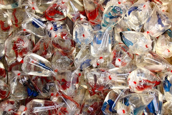 Numerous Siamese fighting fish in transparent plastic bags sold in Chatuchak Weekend Market in Bangkok, Thailand, Asia