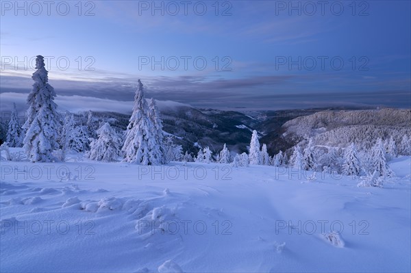 Winter on the Feldberg in front of sunrise, Breisgau-Hochschwarzwald district, Baden-Wuerttemberg, Germany, Europe