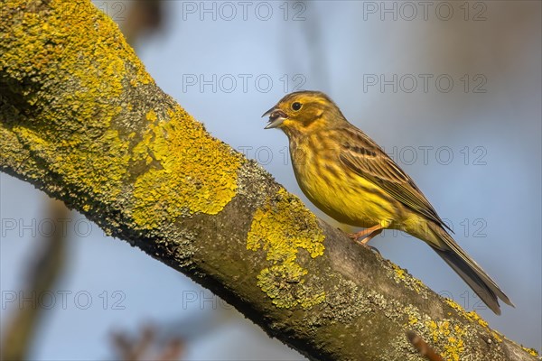 A yellowhammer bird perched on a lichen-covered branch, singing in a natural environment, Serinus serinus