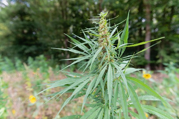 Close-up of a cannabis flower in a natural environment with blurred background, hemp, cannabis, Mettmann, North Rhine-Westphalia