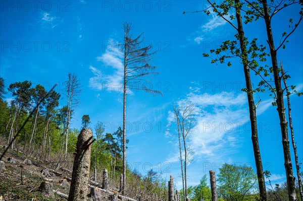 View of a damaged forest with dry trees against a blue sky, Felderbachtal, Langenberg, Mettmann