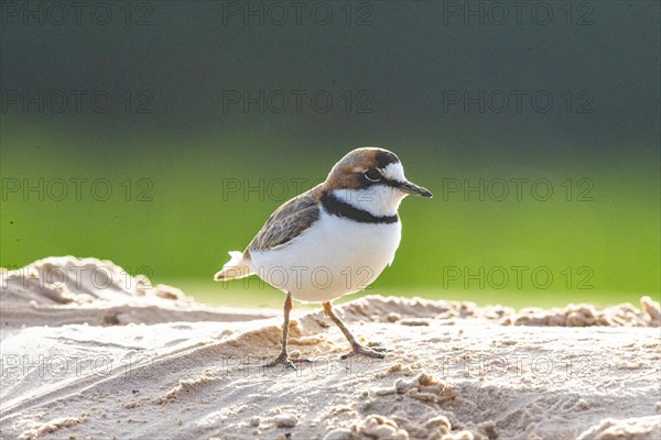 Slender-billed plover (Anarhynchus collaris) Pantanal Brazil