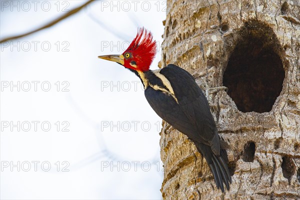 Crimson-crested woodpecker (Campephilus melanoleucos) Pantanal Brazil