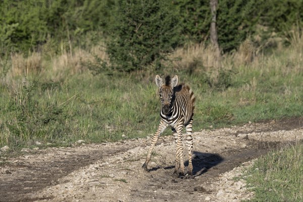 Plains zebra (Equus quagga) foal, Madikwe Game Reserve, North West Province, South Africa, RSA, Africa