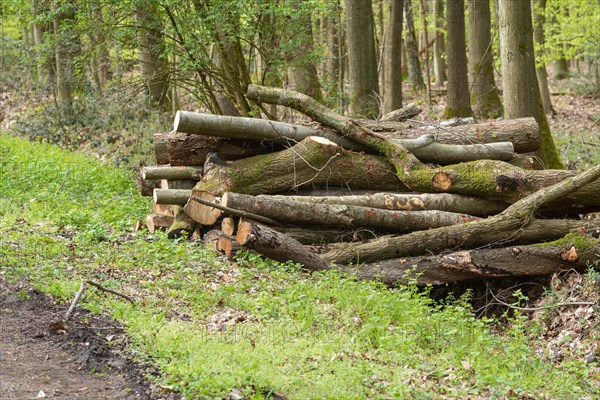 A pile of logs stacked on the edge of a path in the forest