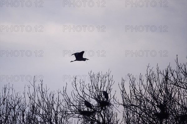 Grey heron bringing nesting material, March, Germany, Europe