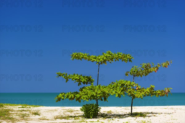 Rubiaceae on the beach of Khao Lak, beach, clean, clear, tree, bush, plant, nature, natural beach, holiday, travel, landscape, sea, ocean, weather, blue sky, beautiful, peaceful, holiday paradise, flora, Thailand, Asia