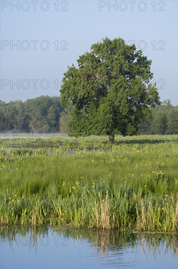 Wetland, wet meadow, water area, marsh iris (Iris pseudacorus) flowering, English oak (Quercus robur), Barnbruchswiesen and Ilkerbruch nature reserve, Lower Saxony, Germany, Europe