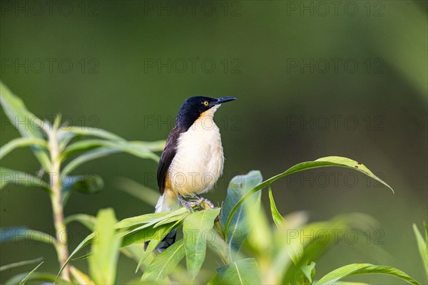 Reed warbler (Donacobius atricapillus) Pantanal Brazil