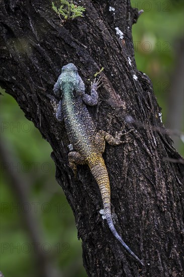 Blue-throated Agama (Acanthocercus atricollis), Madikwe Game Reserve, North West Province, South Africa, RSA, Africa