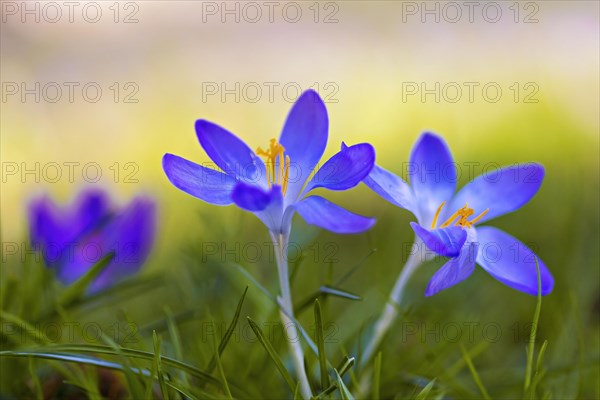 Close-up of vibrant purple flowers with a blurred green background, Crocus vernus