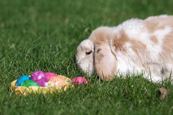 Rabbit (Oryctolagus cuniculus domestica), ram rabbit, floppy ear, Easter, Easter nest, garden, Germany, A rabbit with hanging ears sits in the grass next to an Easter nest with colourful eggs, Europe