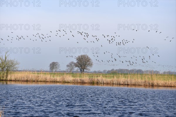 Greylag geese (Anser Anser) flying over the Eider landscape, Eider, Schleswig-Holstein, Germany, Europe