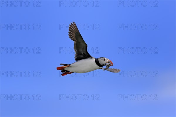 Puffin (Fratercula arctica), adult, flying, with sand eels, with food, Faroe Islands, England, Great Britain, Europe