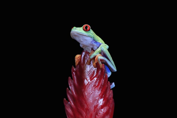 Red-eyed tree frog (Agalychnis callidryas), adult, on bromeliad, captive, Central America