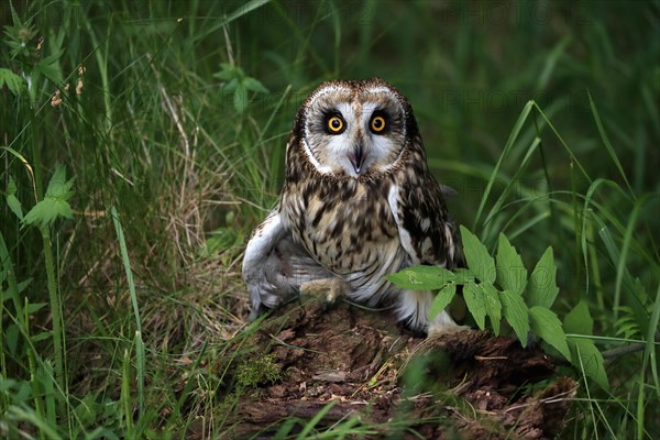 Short-eared owl (Asio flammeus), adult, on the ground, calling, Great Britain