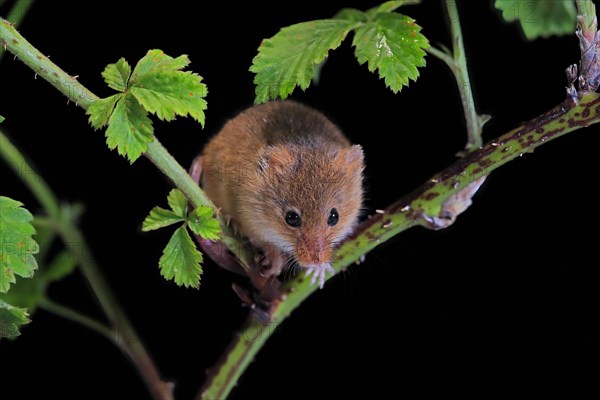 Eurasian harvest mouse (Micromys minutus), adult, on plant stalk, foraging, at night, Scotland, Great Britain