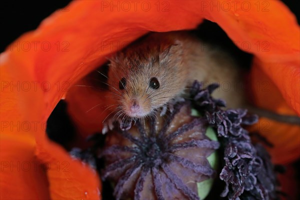 Common harvest mouse, (Micromys minutus), adult, on corn poppy, flower, foraging, at night, Scotland, Great Britain