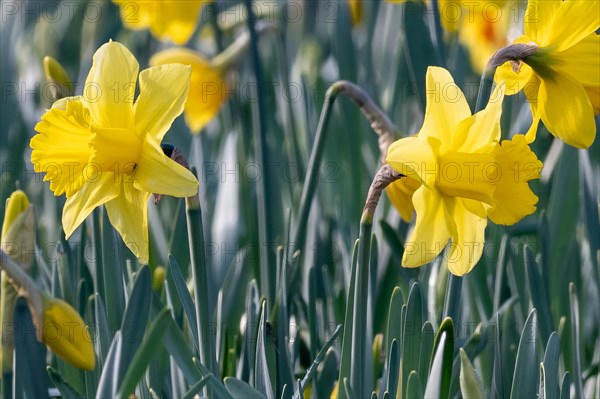 Delicate yellow daffodils poking out between green leaves