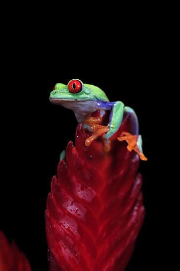 Red-eyed tree frog (Agalychnis callidryas), adult, on bromeliad, captive, Central America